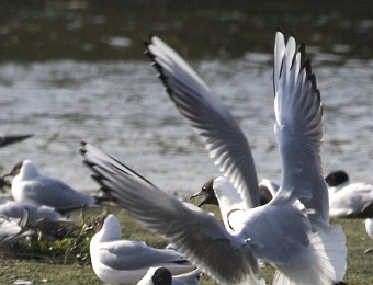 mouettes rieuses bataille pour accouplement